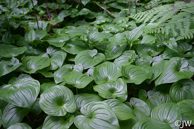 Maianthemum dilatatum  false lily of the valley