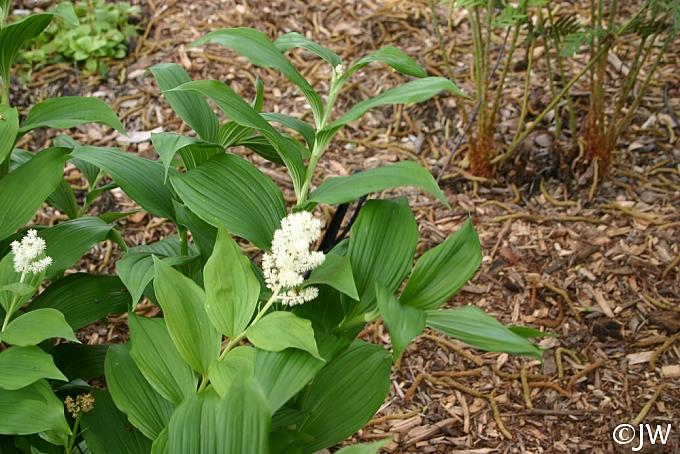 Maianthemum (Smilacina) racemosum  fat false Solomon's seal