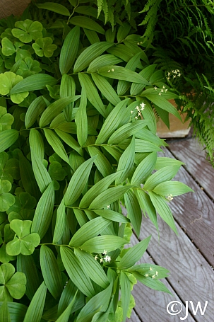 Maianthemum (Smilacina) stellatum  slim false Solomon's seal
