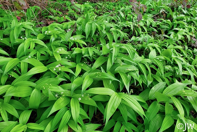 Maianthemum (Smilacina) stellatum  slim false Solomon's seal