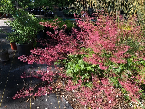 Heuchera micrantha 'Martha Roderick' alum root
