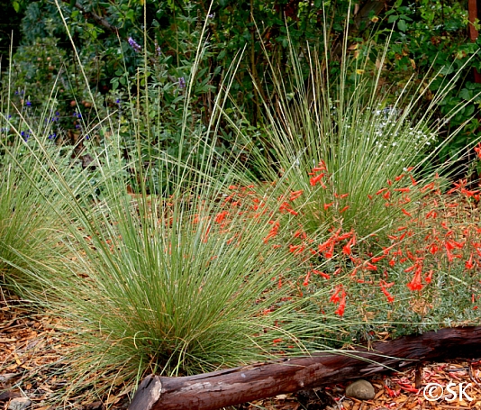 Muhlenbergia dubia  pine muhly