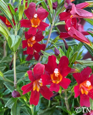 Diplacus (Mimulus)  'Vibrant Red' monkeyflower