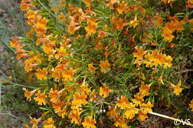 Diplacus (Mimulus)  'Peach Hybrid' monkeyflower