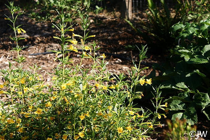 Diplacus (Mimulus) aurantiacus 'Ted's Yellow' sticky monkeyflower
