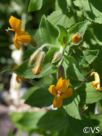 Mimulus (Erythranthe) cardinalis 'Santa Cruz Island Gold' monkeyflower