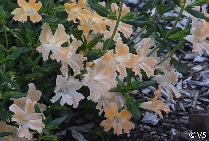Diplacus (Mimulus)  'Creamsicle' monkeyflower