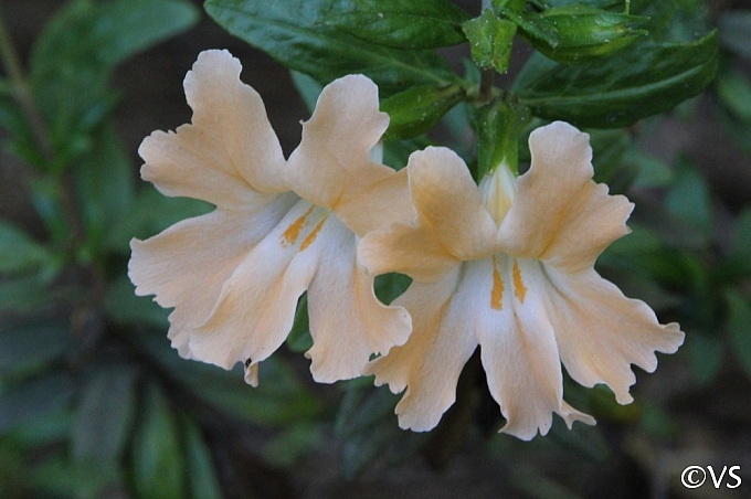 Diplacus (Mimulus)  'Creamsicle' monkeyflower