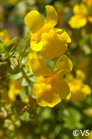 Erythranthe (Mimulus) guttata  common monkeyflower