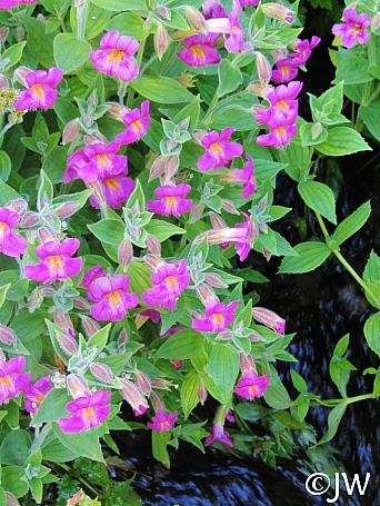 Mimulus (Erythranthe) lewisii - dark flowered form  Lewis' monkeyflower
