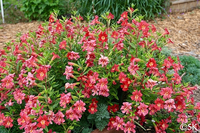 Diplacus (Mimulus)  'Trish' monkeyflower