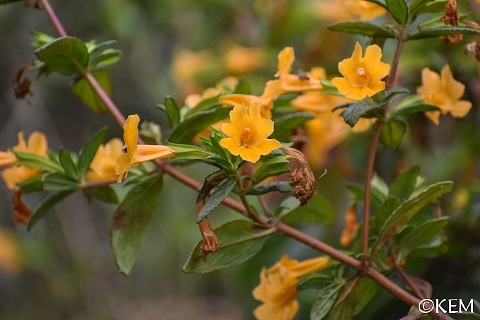 Diplacus (Mimulus) aurantiacus  sticky monkeyflower