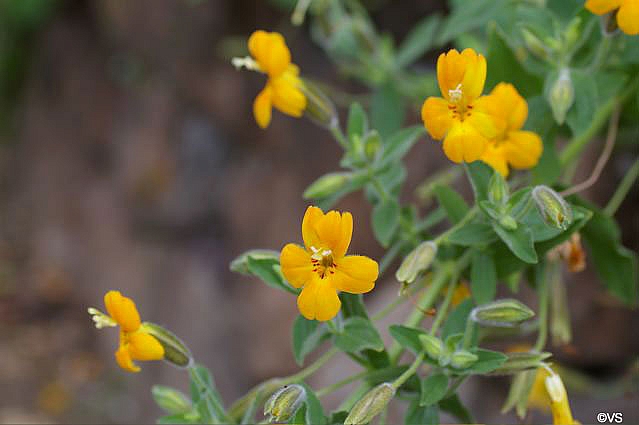 Mimulus (Erythranthe) cardinalis 'Santa Cruz Island Gold' monkeyflower