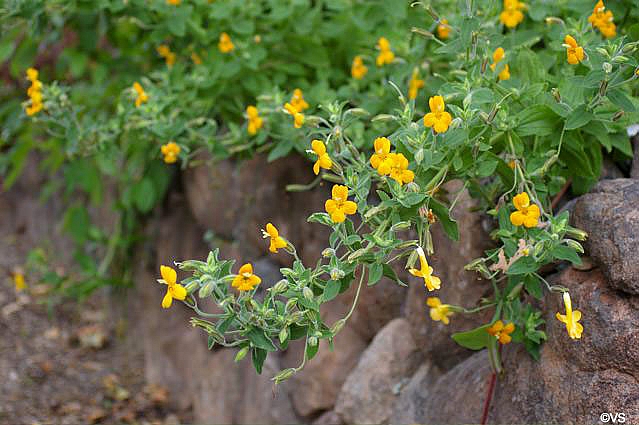 Mimulus (Erythranthe) cardinalis 'Santa Cruz Island Gold' monkeyflower