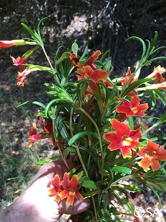 Diplacus (Mimulus) aurantiacus 'Freezeout Creek' red sticky monkeyflower