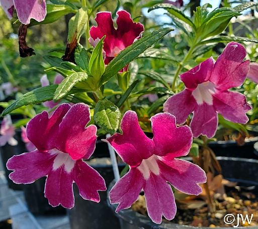 Diplacus (Mimulus)  'Grape' monkeyflower