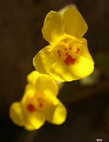 Erythranthe (Mimulus) guttata  common monkeyflower