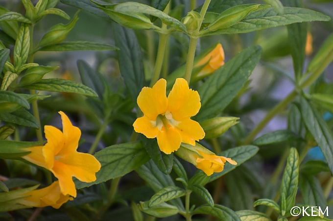 Diplacus (Mimulus)  'Jelly Bean Gold' monkeyflower