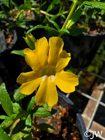 Diplacus (Mimulus)  'Lizard Gold' monkeyflower