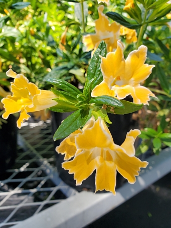 Diplacus (Mimulus)  'Pamela' monkeyflower