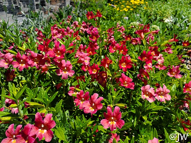Diplacus (Mimulus)  'Trish' monkeyflower