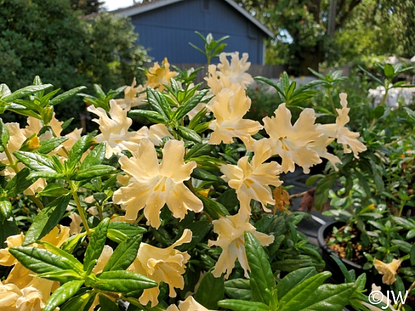 Diplacus (Mimulus)  'Willit's Apricot' monkeyflower