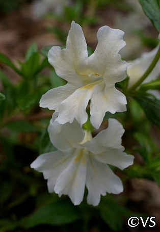 Diplacus (Mimulus)  'Phil's White' monkeyflower
