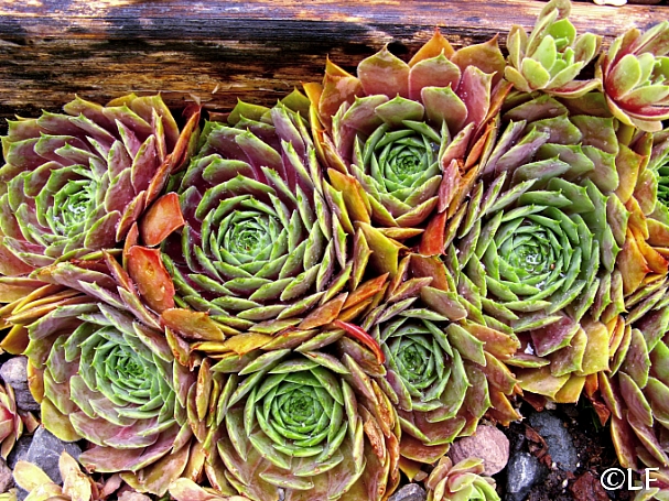 Succulent Plants   