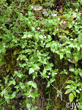 Whipplea modesta  modesty