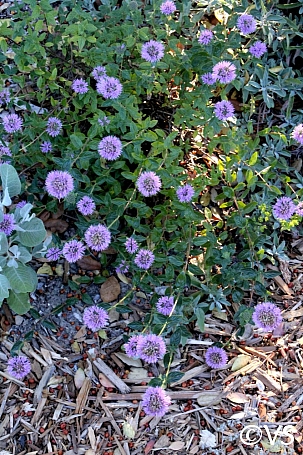 Monardella villosa ssp. franciscana 'Russian River' coyote mint