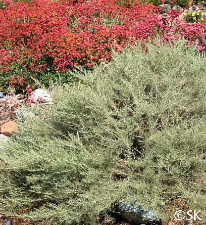 Artemisia californica 'Montara' California sagebrush