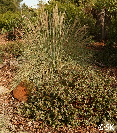 Muhlenbergia lindheimeri  