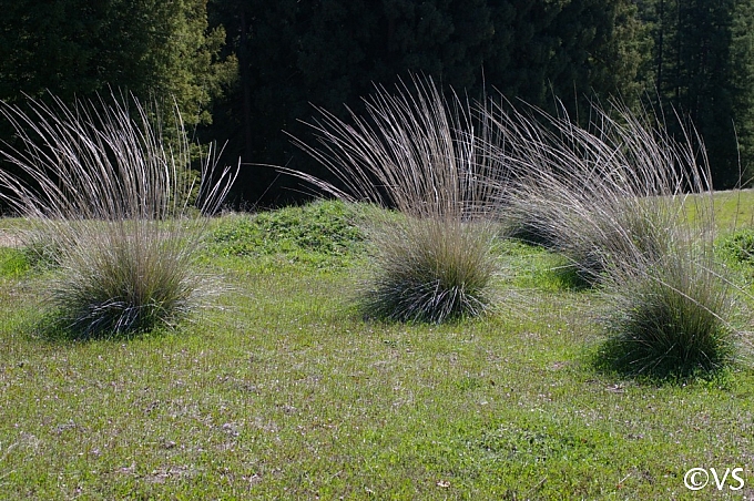 Muhlenbergia rigens  deer grass