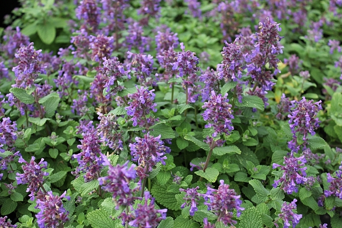 Nepeta x fassennii 'Blue Wonder' catmint