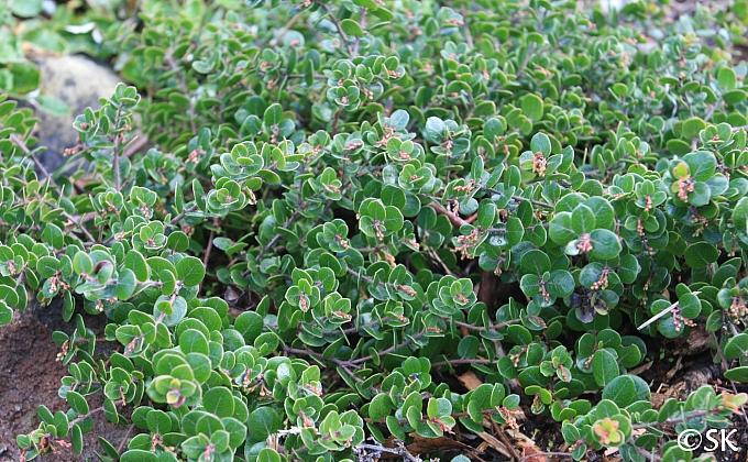 Arctostaphylos nummularia 'Bear Belly' glossy-leaf manzanita