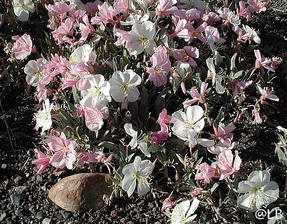 Oenothera californica  California primrose