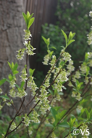 Oemleria cerasiformis  oso berry