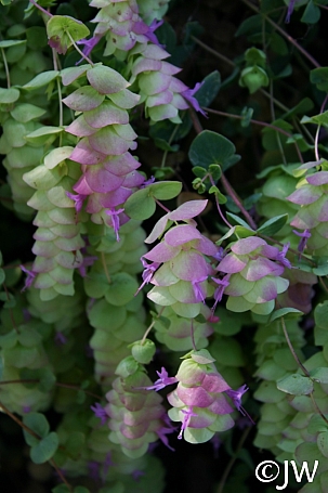Origanum  'Barbara Tingey' ornamental oregano
