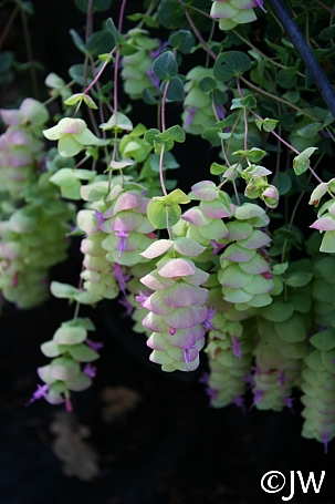 Origanum  'Barbara Tingey' ornamental oregano