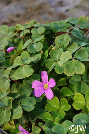 Oxalis oregana 'American Beauty' redwood sorrel