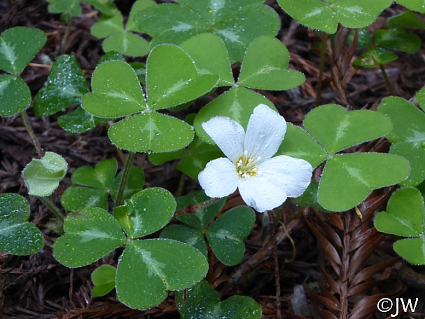 Oxalis oregana 'Freezeout White' white redwood sorrel