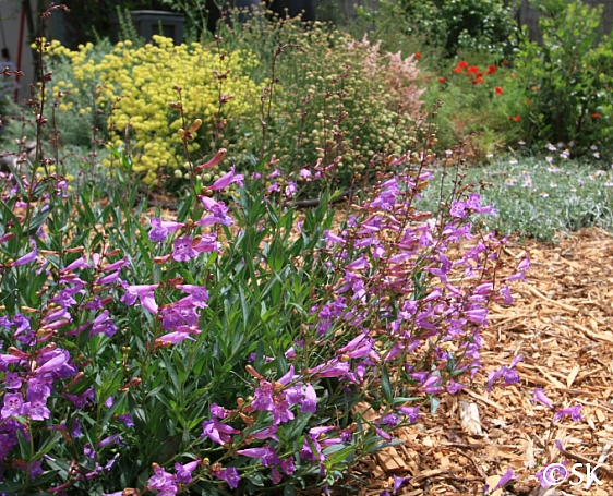 Penstemon azureus  azure penstemon