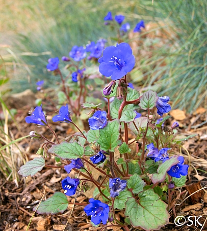 Phacelia campanularia  desert bluebells