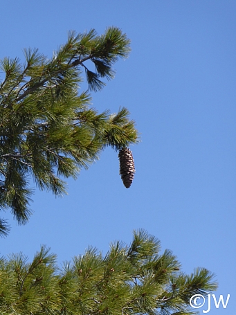 Pinus lambertiana  sugar pine