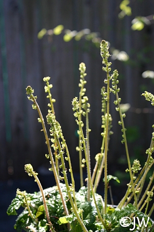 Pectiantia ovalis  coastal miterwort