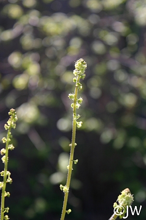 Pectiantia ovalis  coastal miterwort