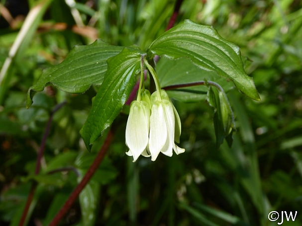 Prosartes (Disporum) smithii  largeflower fairybells
