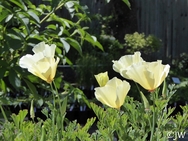 Eschscholzia californica 'Moon Glow' cream colored California poppy