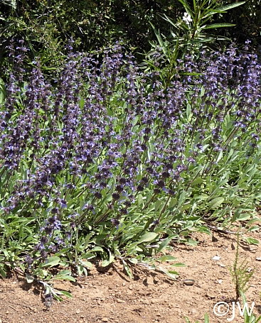 Salvia sonomensis  Sonoma sage
