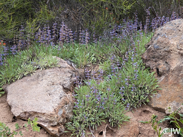 Salvia sonomensis  Sonoma sage